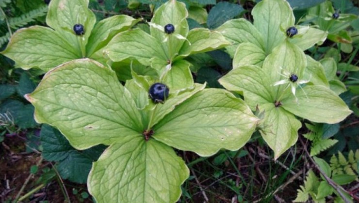 Опасные и ядовитые растения России - «Огородник»