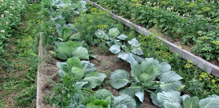 Картофель и капуста в последовательных посадках - «Сад-огород»