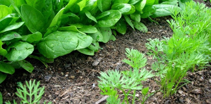 Посевы и посадки огородных культур в июне - «Сад-огород»