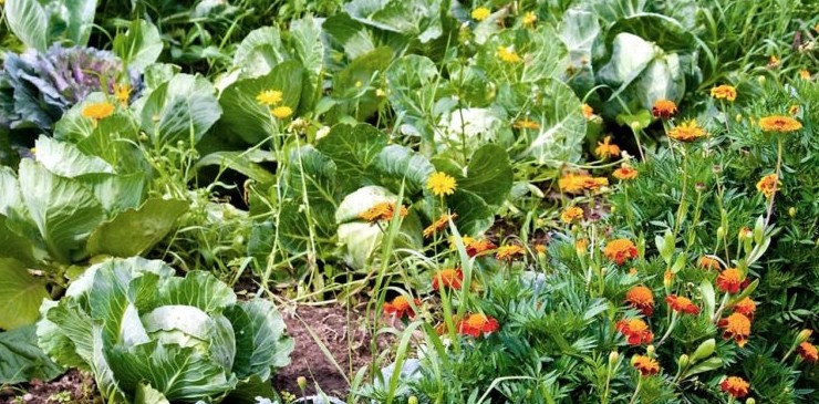 Растения против вредителей - «Сад-огород»