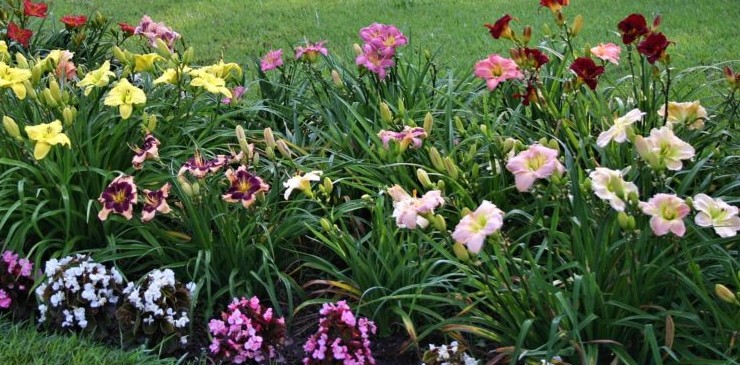 Цветник в июле - «Сад-огород»