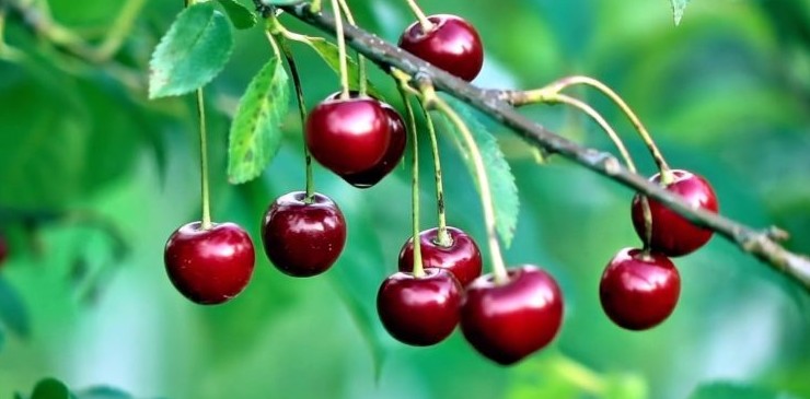 Календарь садовода, июль: Уход за плодовыми деревьями - «Сад-огород»
