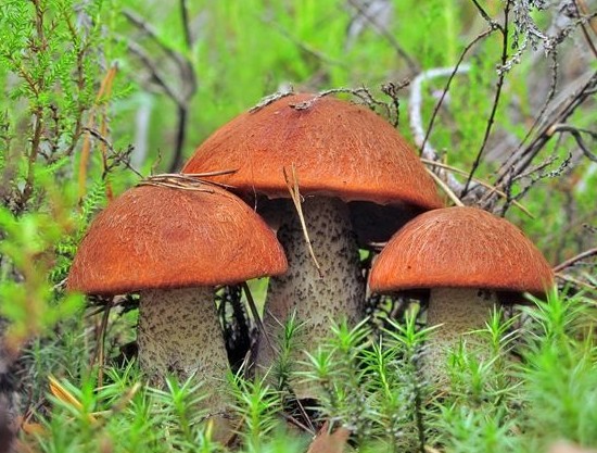 За грибами в Подмосковье: куда отправляться на тихую охоту и когда пойдут грибы в 2023 году - «Овощи»