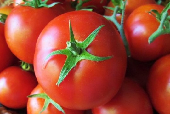 Сорта томатов для открытого грунта: максимум урожая - «Овощи»
