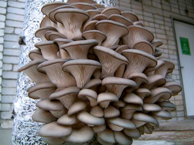 100% о том сколько времени варить и как правильно жарить грибы вешенки - «Овощи»