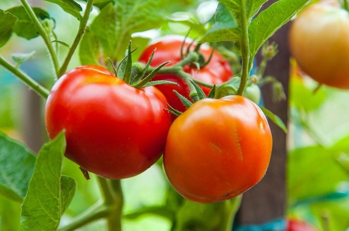 Каталог урожайных сортов помидоров для Ленинградской области - «Овощи»