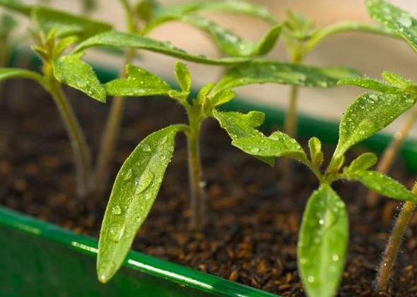 Когда и как сеять томаты на рассаду в марте 2024 года — просто и доступно для новичков - «Огородник»
