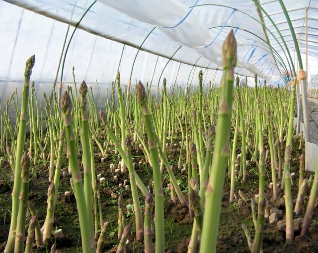 Выращивание стручковой фасоли в открытом грунте: 15 шагов от посадки до сбору урожая - «Огородник»
