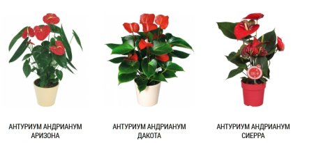 Какие цветы выбрать для офиса — идеи и советы по озеленению